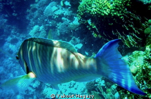 Langnose Parrotfish by Yakout Hegazy 